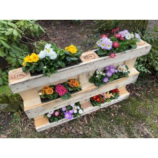 6er Blumenkasten Set Balkonkasten Einsatz passend für Europaletten für Blumen, Kräuter und Früchte 6 Stück 38cm
