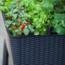 B-WARE Keter Easy Grow modernes Hochbeet, grau, inkl. Bewässerungssystem, Rattanoptik, passend für Balkon, Terrasse oder Garten #1