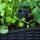 B-WARE Keter Easy Grow modernes Hochbeet, grau, inkl. Bewässerungssystem, Rattanoptik, passend für Balkon, Terrasse oder Garten #1